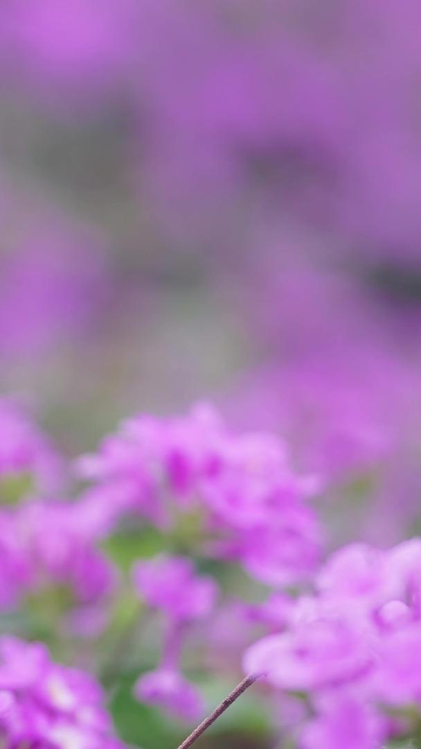 春天粉紫花盛开春光乍泄视频的预览图