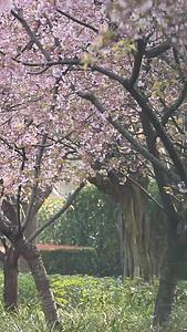 樱花视频的预览图