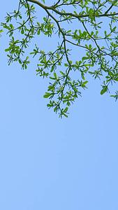 绿色树叶背景植物清新环境视频的预览图