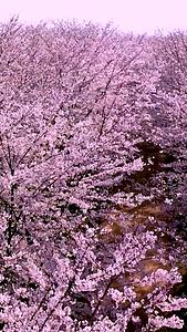 春天粉色万亩樱花海航拍视频的预览图