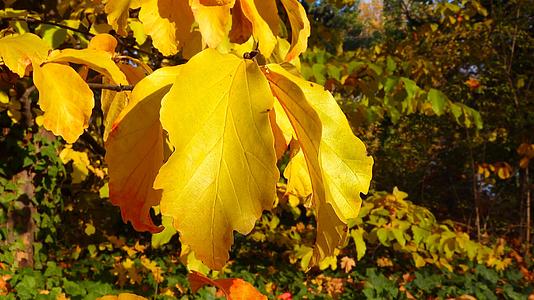 秋天植物园里树上的黄叶视频的预览图