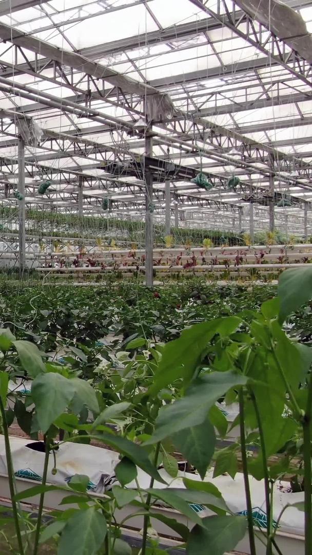 农民春耕种植蔬菜视频的预览图