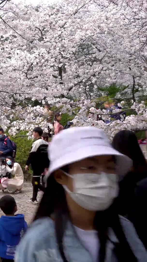 实拍樱花公园赏樱人群视频的预览图