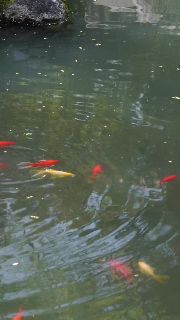 公园池塘里的锦鲤视频的预览图