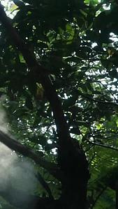 阳光下的树林视频的预览图