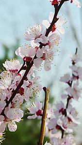 春节北方杏花盛开之际视频的预览图