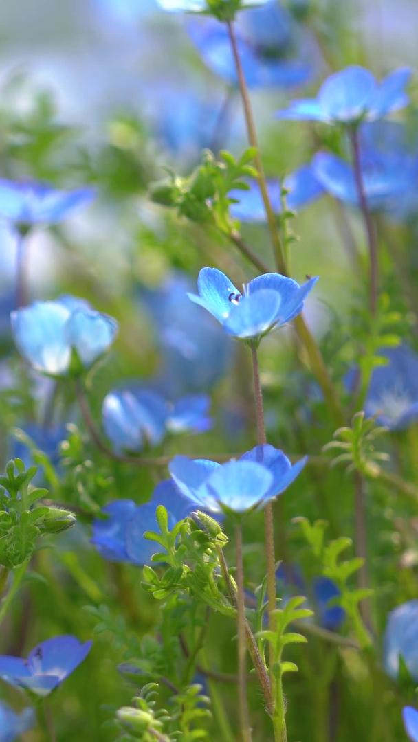 春天蓝色小野花喜林草视频的预览图