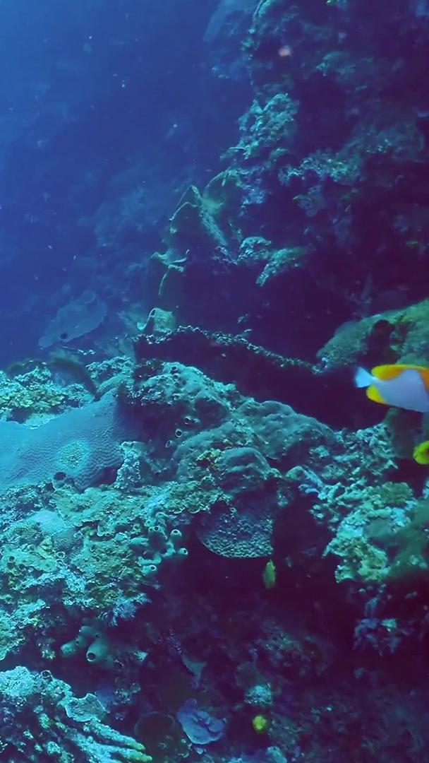 海底实拍潜水员探秘海底世界视频的预览图