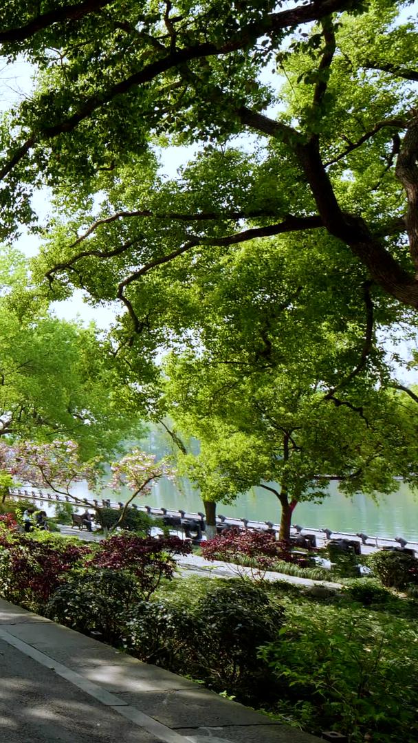 西湖苏堤实拍风景素材视频的预览图