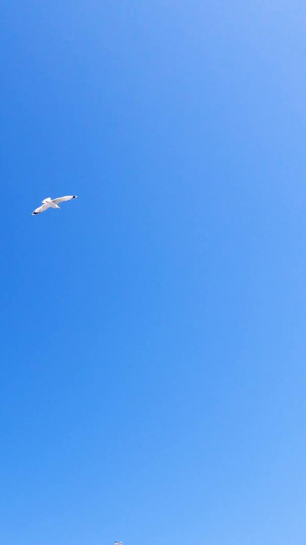 天空自由翱翔的海鸥素材视频的预览图