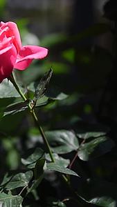 粉色玫瑰花视频的预览图