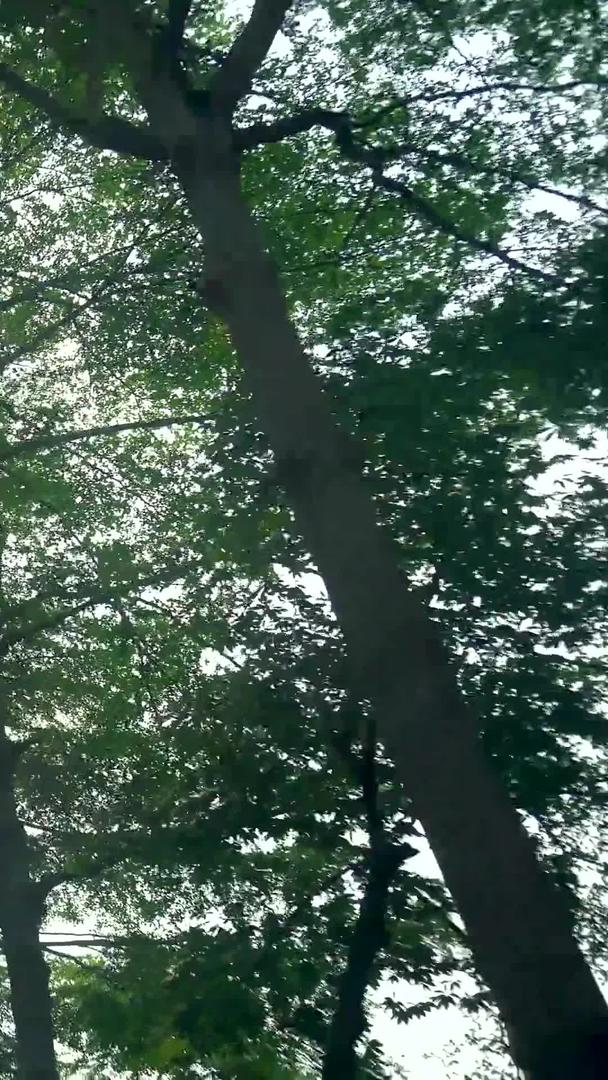 夏天阳光树影婆娑视频的预览图