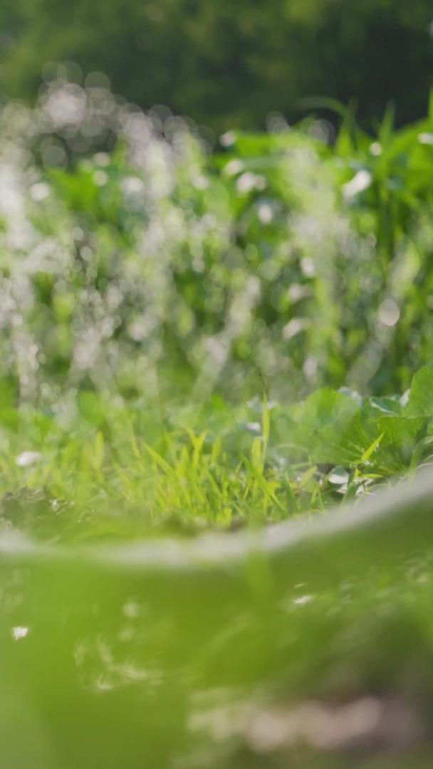 农业灌溉自动喷淋浇水视频的预览图