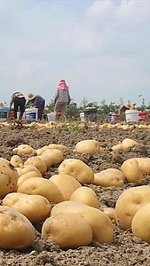 云南土豆收获视频的预览图