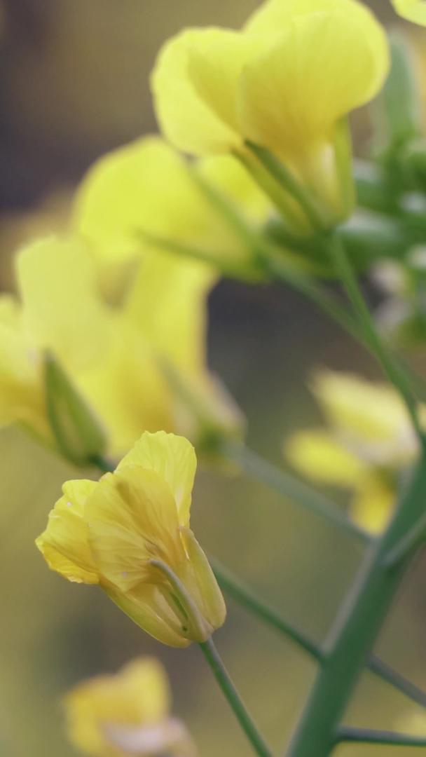 油菜花和蜜蜂实拍视频视频的预览图