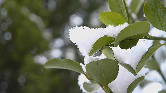 4k实拍冬季雪落在冬青树树叶上视频的预览图