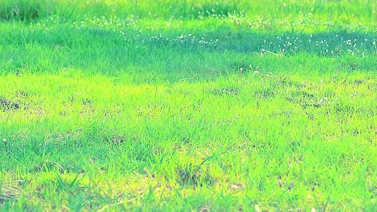 田野里的草和山里的阳光视频的预览图