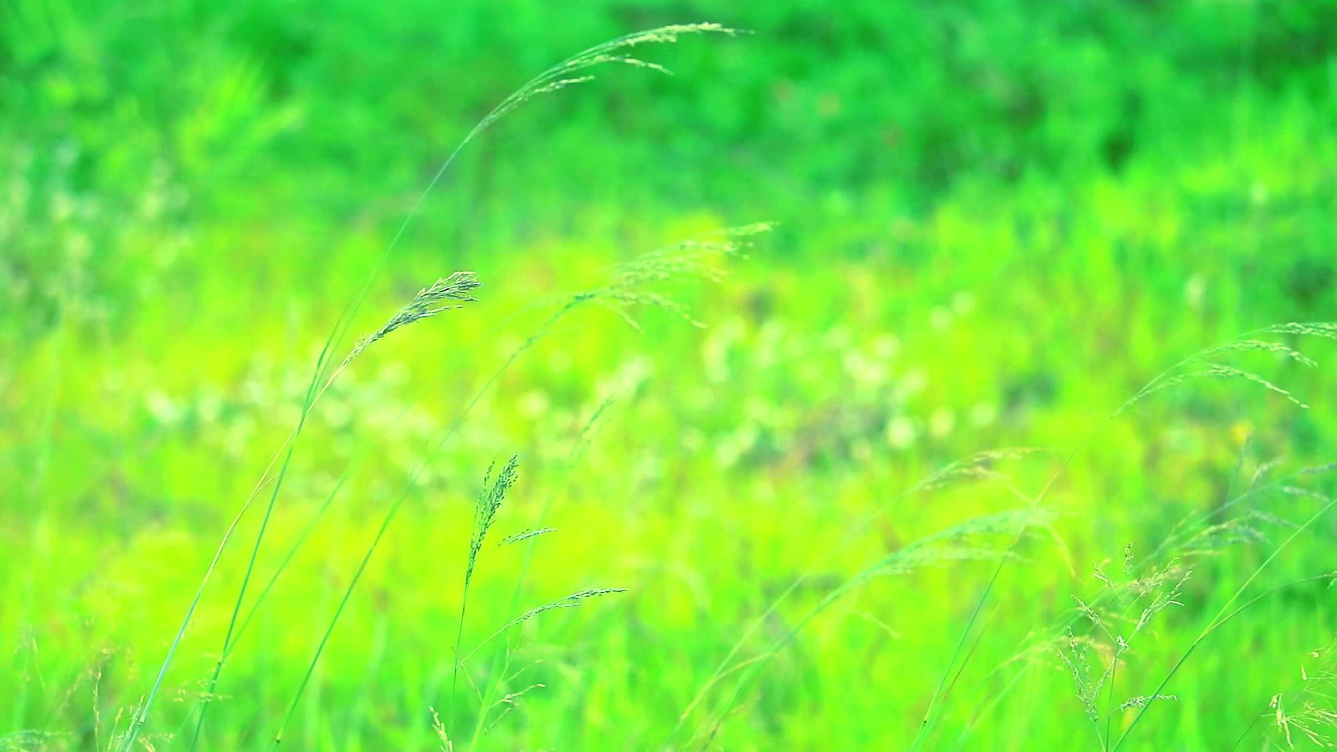 田野里的绿草和清晨的阳光视频的预览图