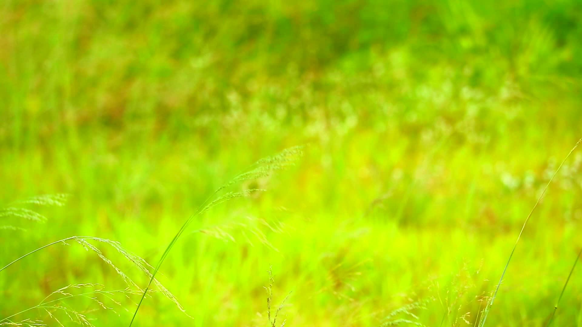田野里的草原上有风和日落视频的预览图