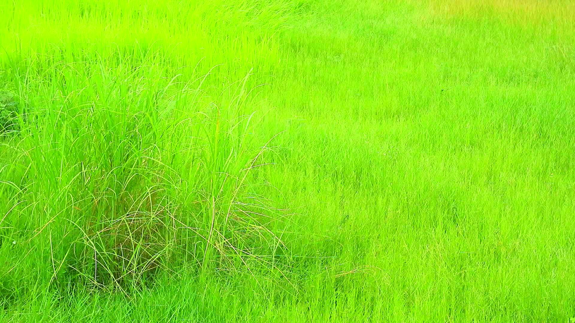 田野里的绿草被阳光照耀着视频的预览图