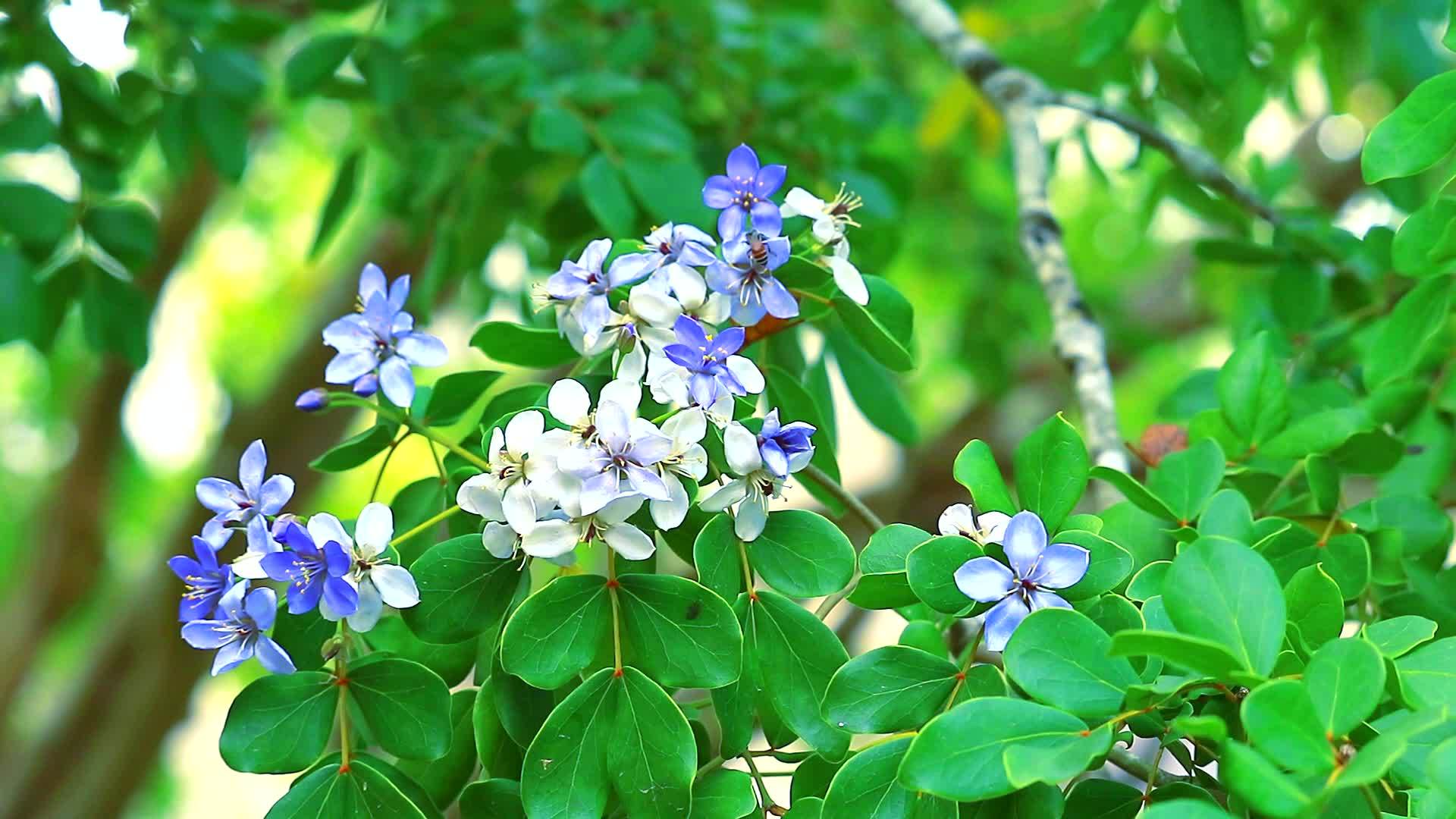 蜜蜂对木本蓝白花的花粉1视频的预览图