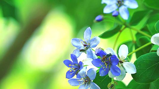 蓝色和白色的花在模糊的花园里开花视频的预览图