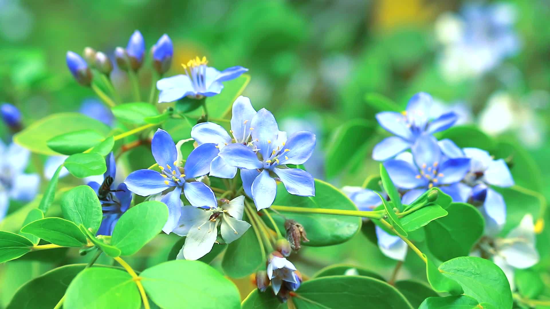 蓝色和白色的花在花园里开花视频的预览图