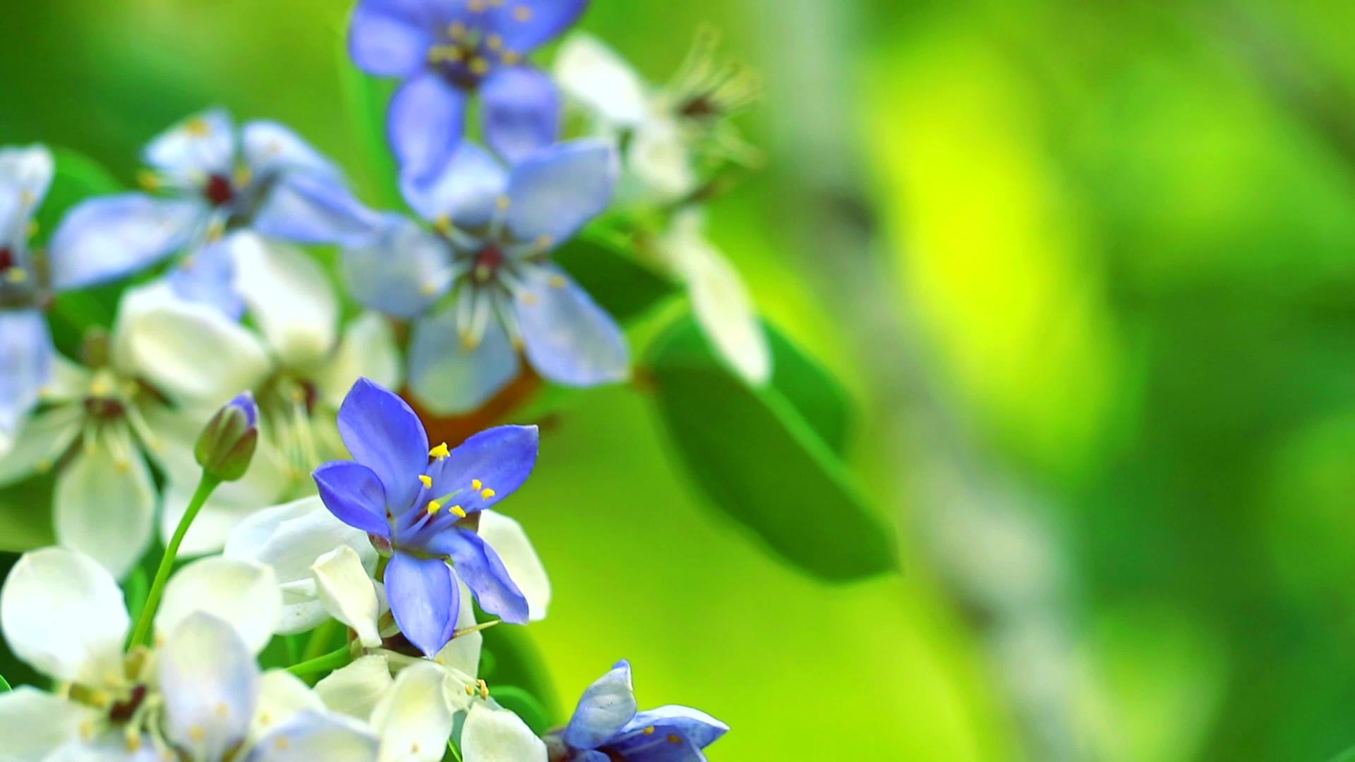 蓝色和白色的花在花园的模糊中开花视频的预览图