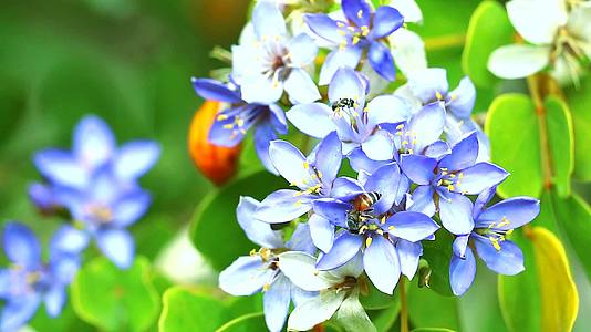 蓝色和白色的花在花园里开花视频的预览图
