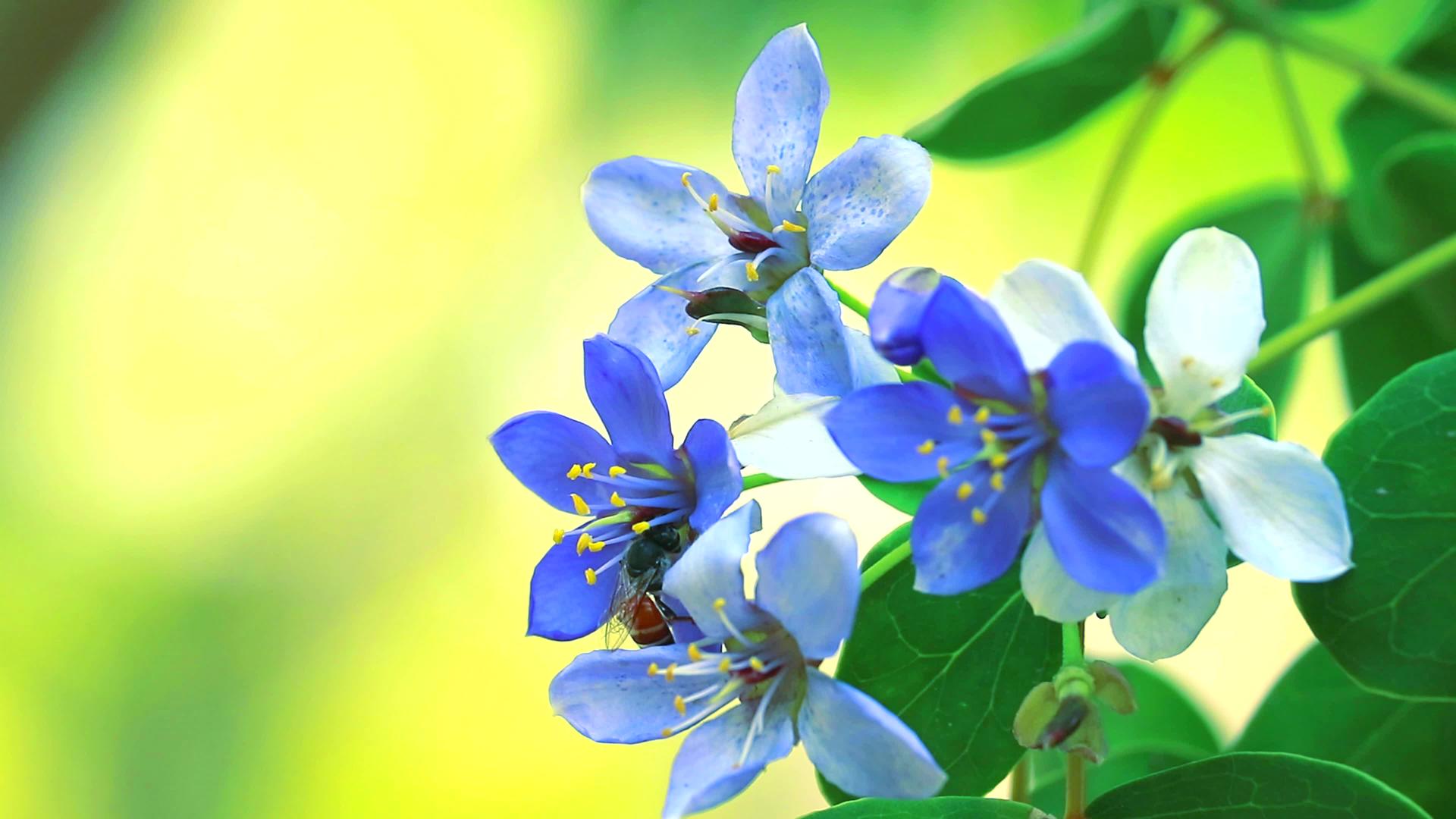 蓝色和白色的花在模糊的花园里开花蜜蜂正在寻找花蜜视频的预览图