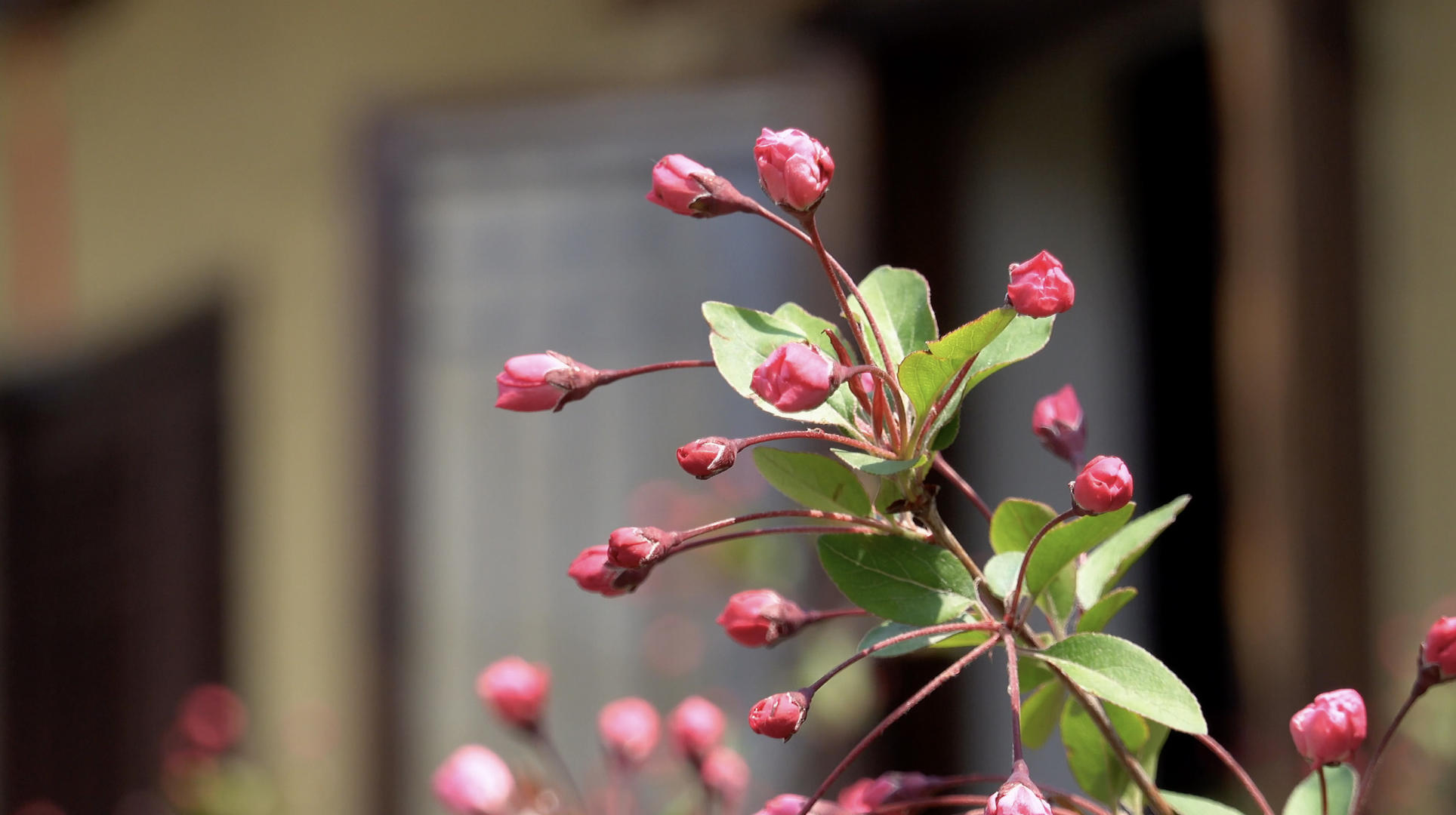 春季自然风光海棠花合集4K视频视频的预览图