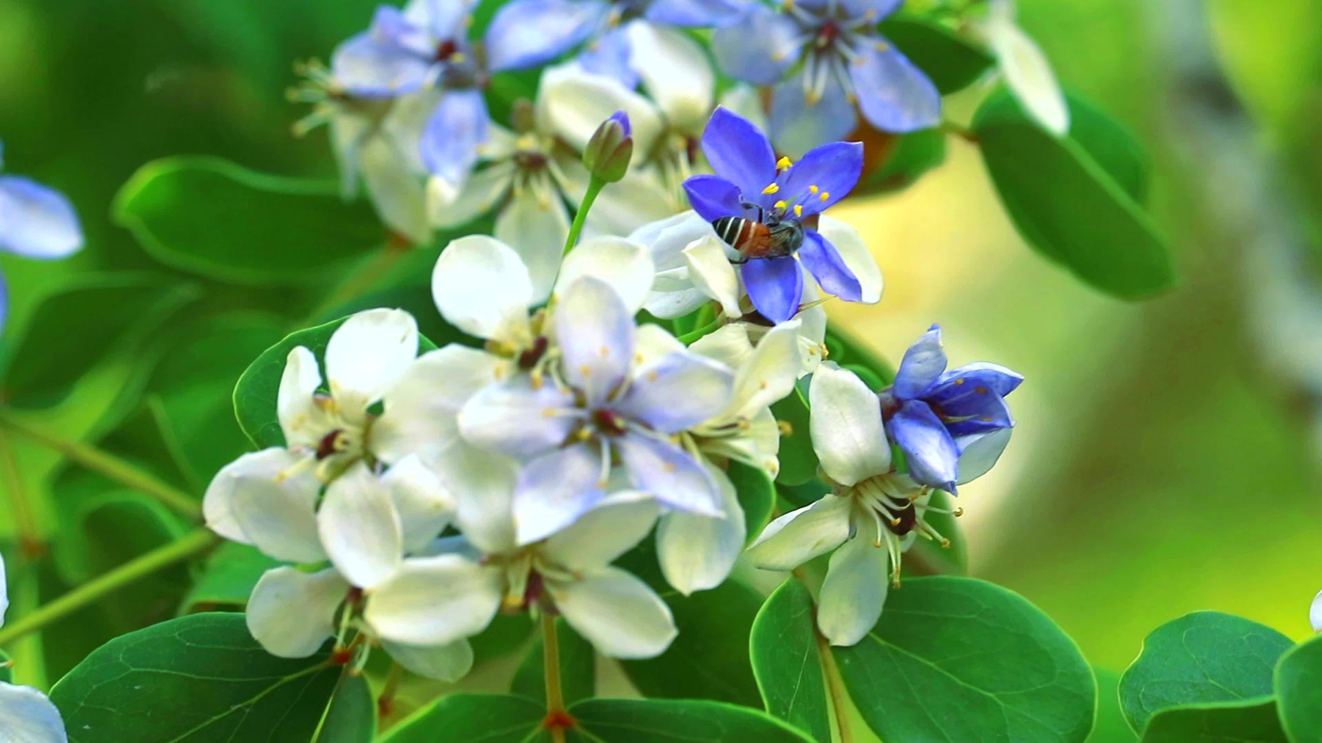 蜜蜂在寻找蓝色花朵中的花蜜视频的预览图