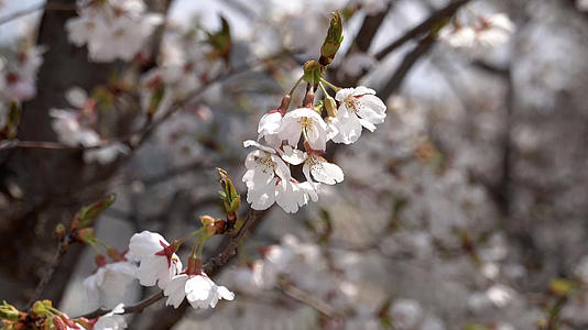 春季自然风光樱花合集4K视频视频的预览图