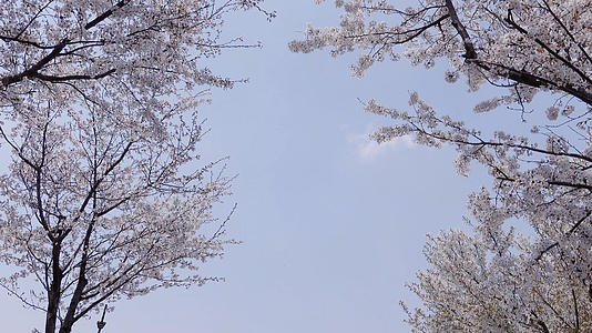 春季自然风光开满花的樱花树4K视频合集视频的预览图
