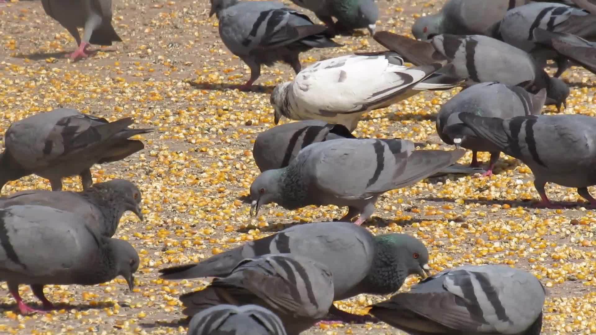 鸽子吃草地上的谷物视频的预览图