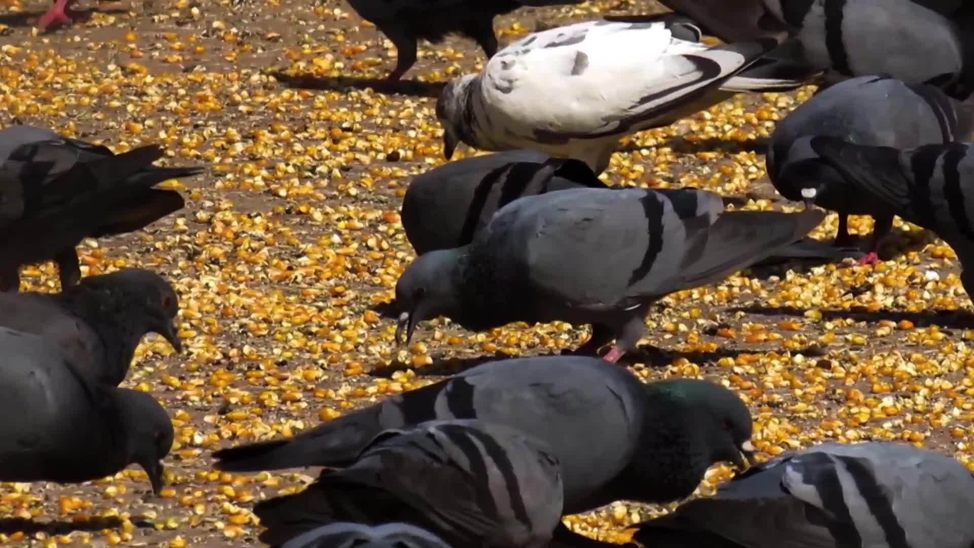 鸽子吃草地上的谷物视频的预览图