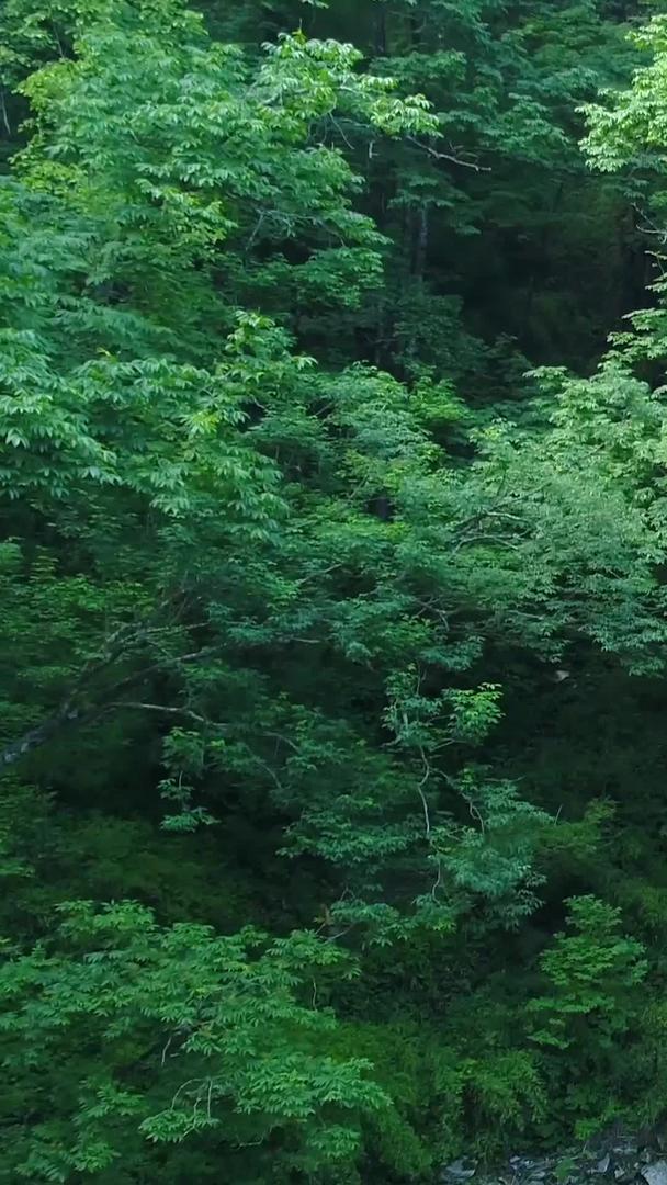 佛坪熊猫谷国家自然保护区瀑布航拍视频的预览图