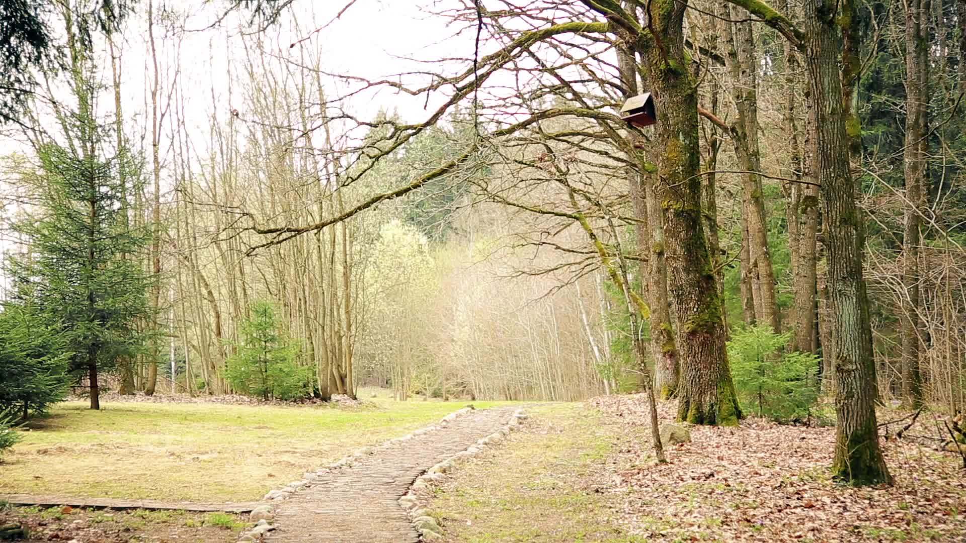 早春橡树林视频的预览图