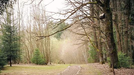 早春的叶子在橡树林中视频的预览图