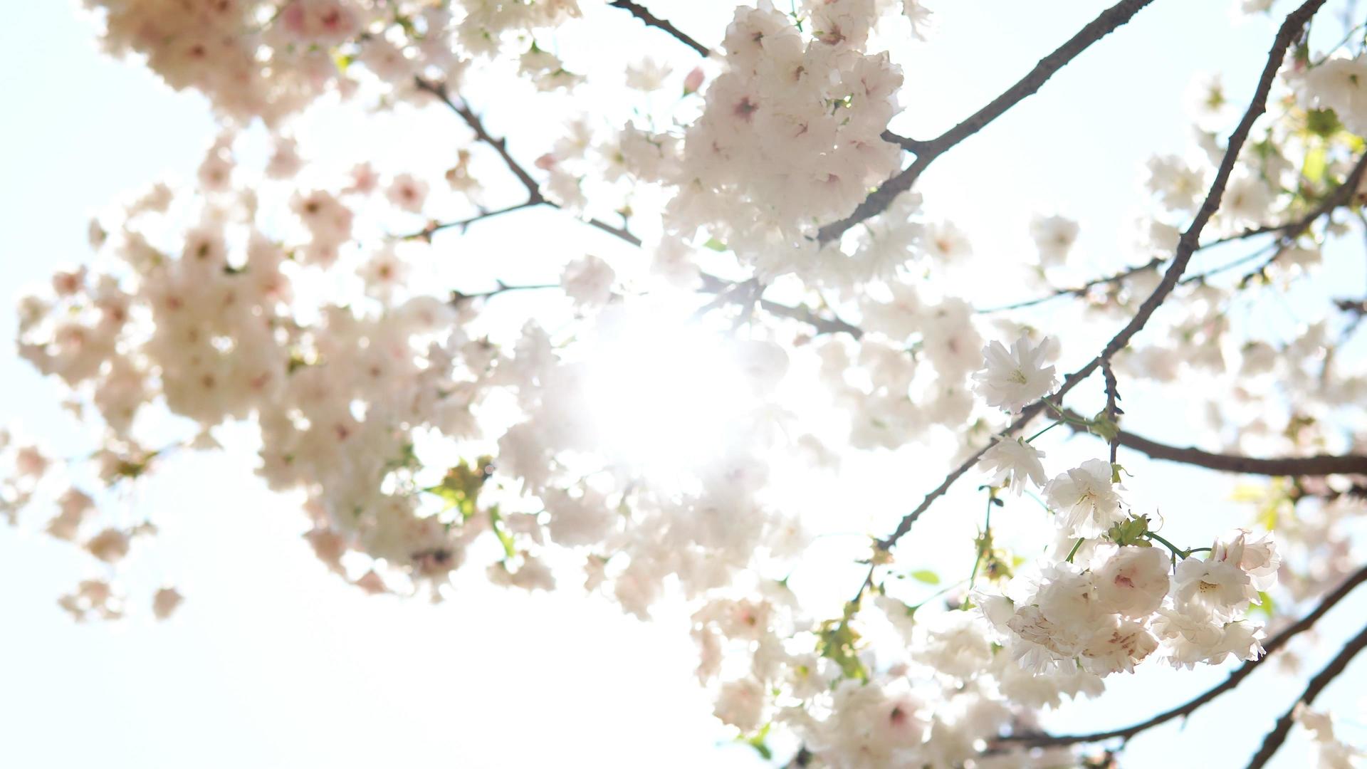 逆光小清新樱花时节视频的预览图