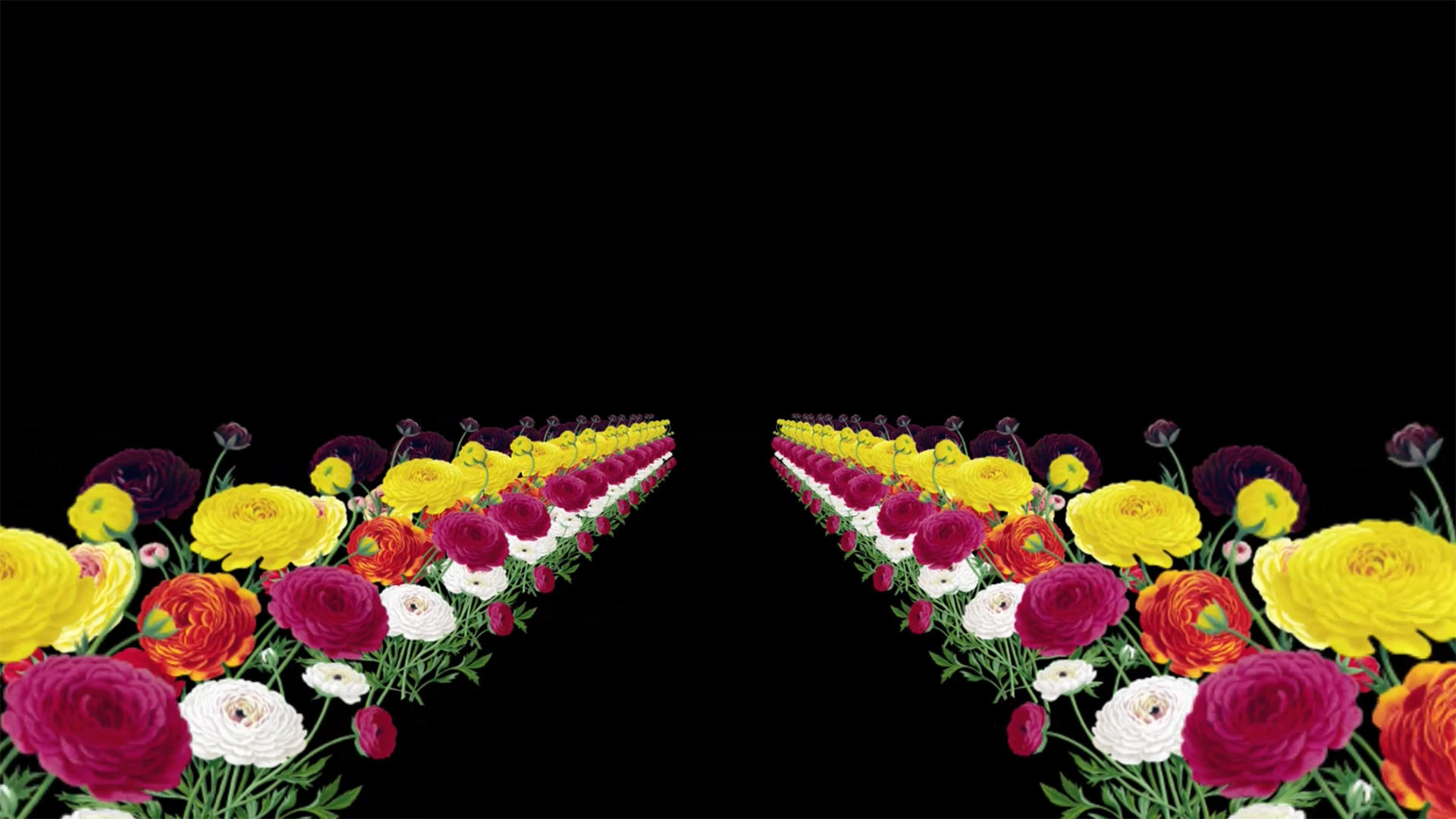 三维鲜花动画元素带透明度通道视频的预览图