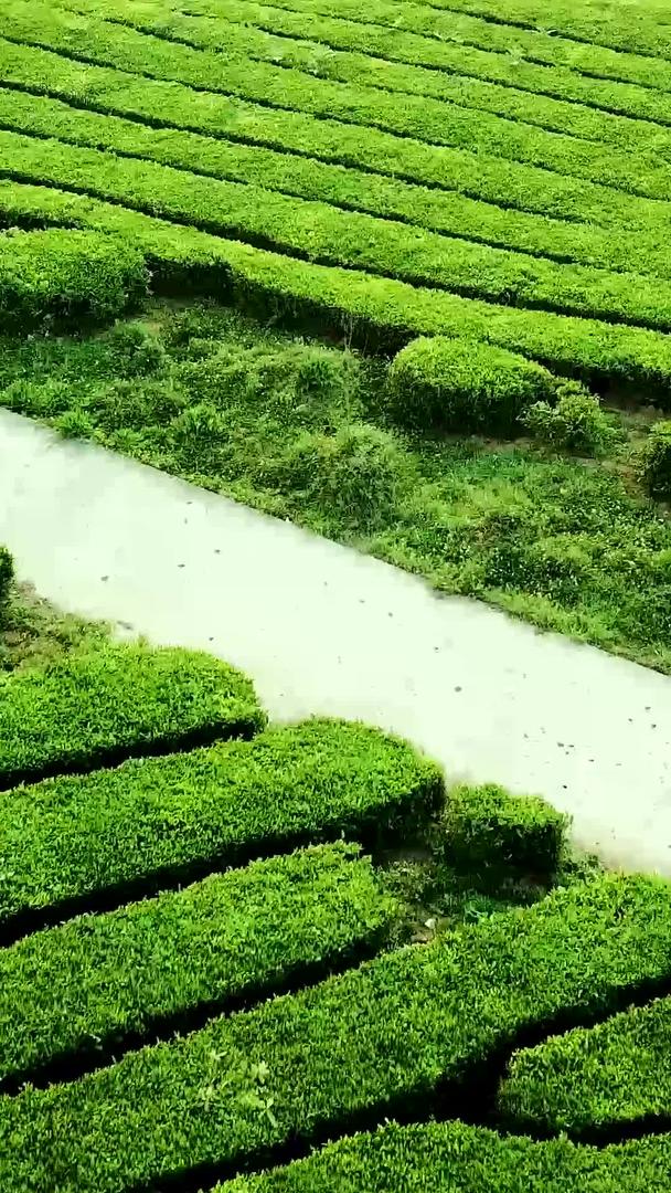 春季茶山视频航拍视频的预览图