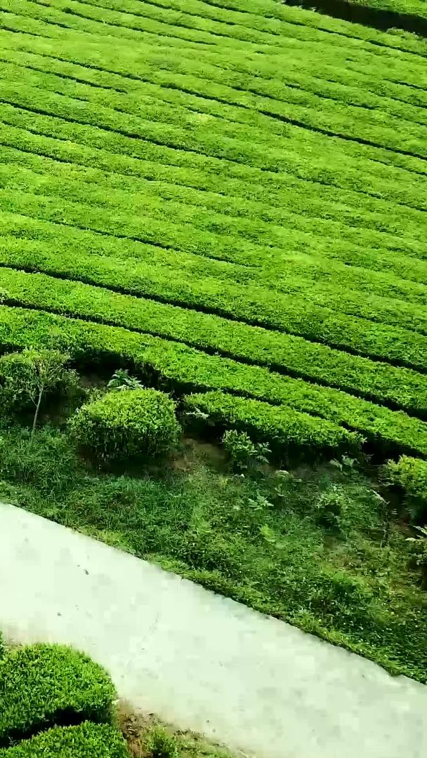 春季茶山视频航拍视频的预览图