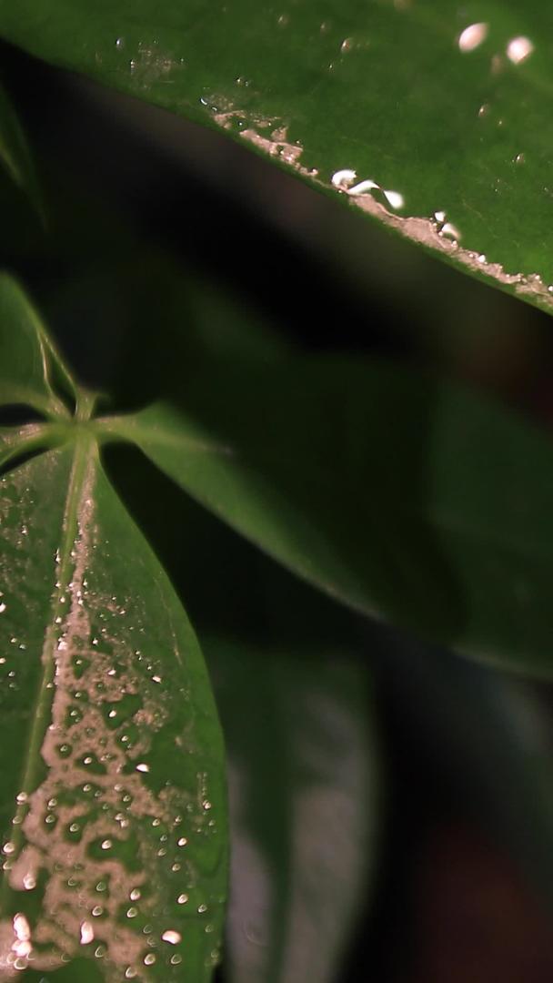 水滴从叶尖滑落微距拍摄视频的预览图
