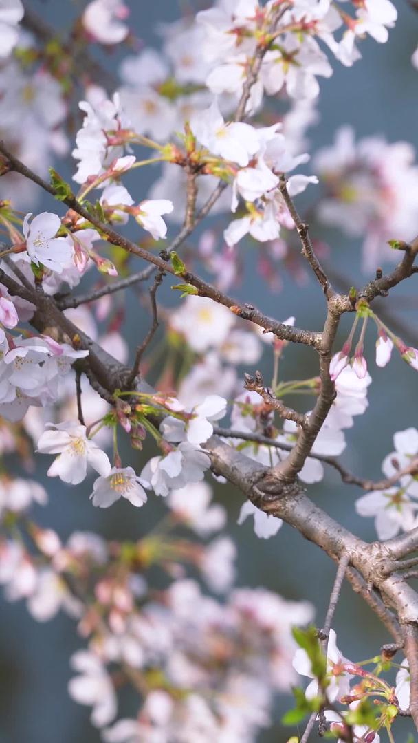 春季樱花湖边的白色樱花素材视频的预览图