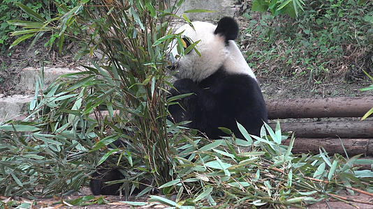 成都大熊猫拍摄视频的预览图
