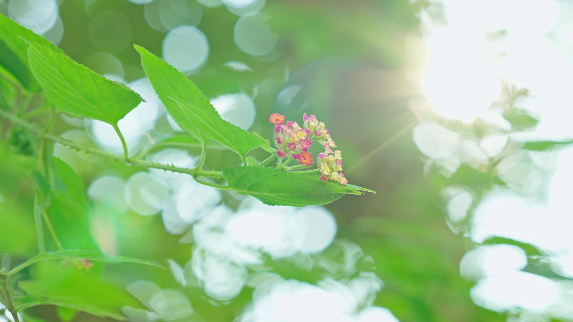 立春春暖花开的4k阳光透过植物透过视频的预览图