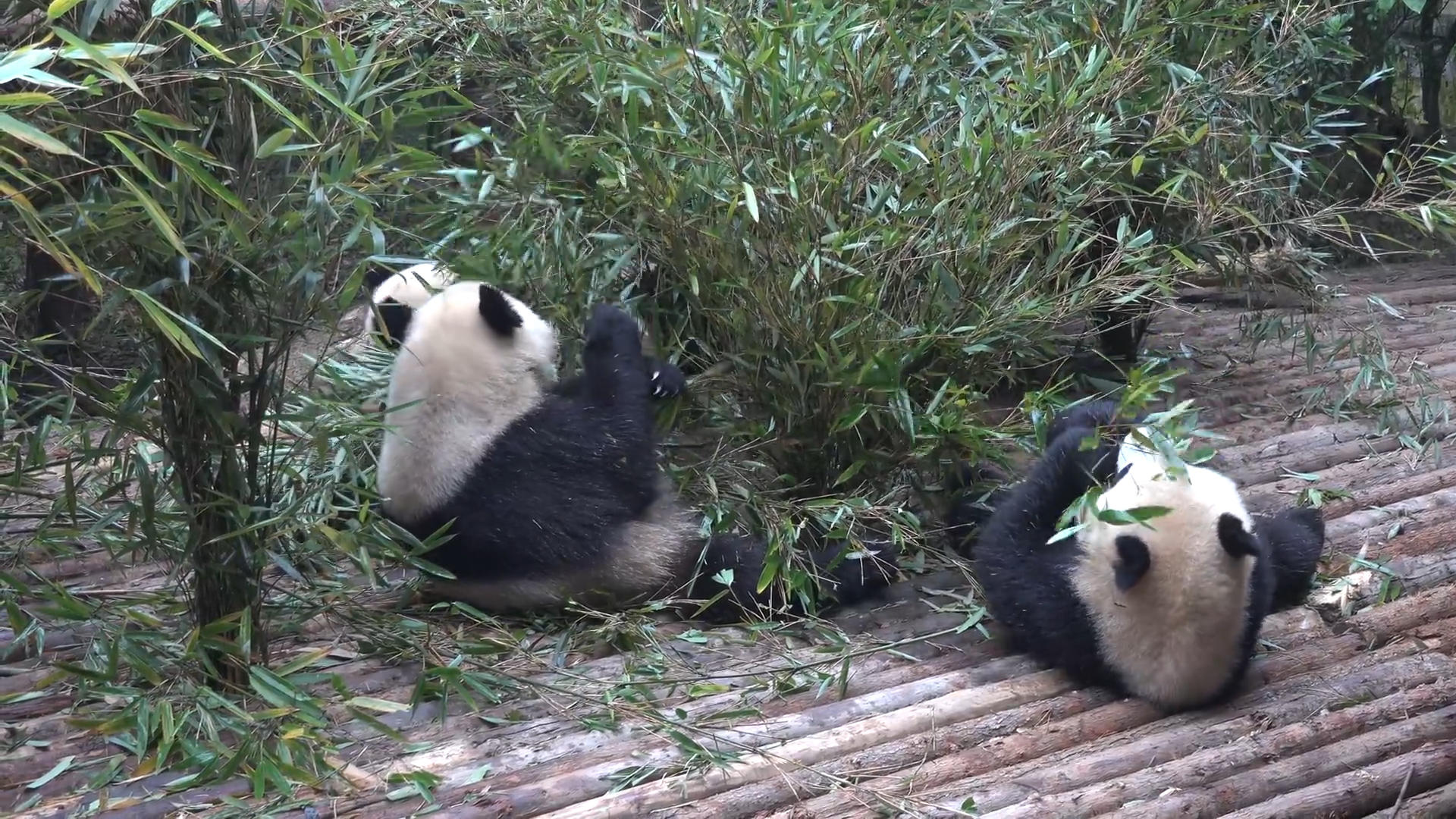 成都大熊猫视频的预览图