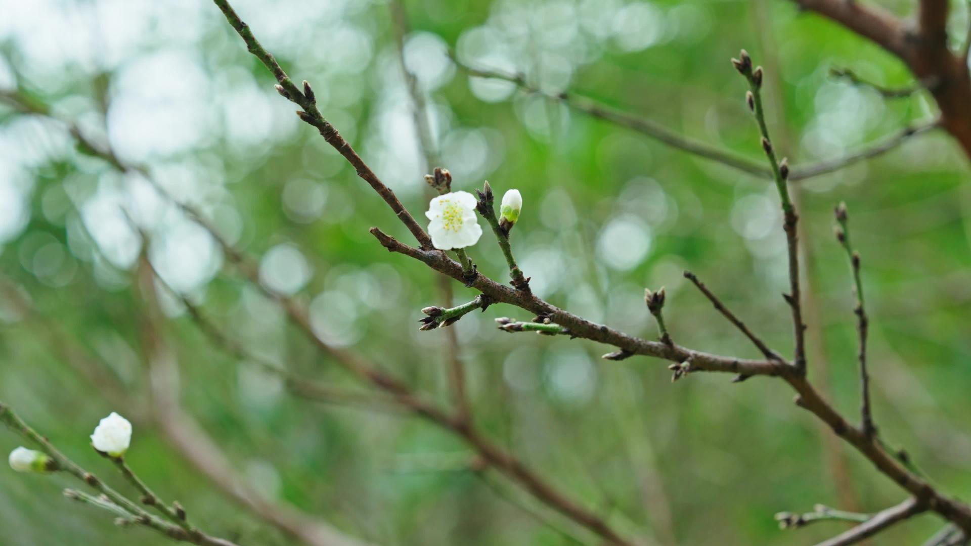 立春春季4k树枝开花发芽视频的预览图
