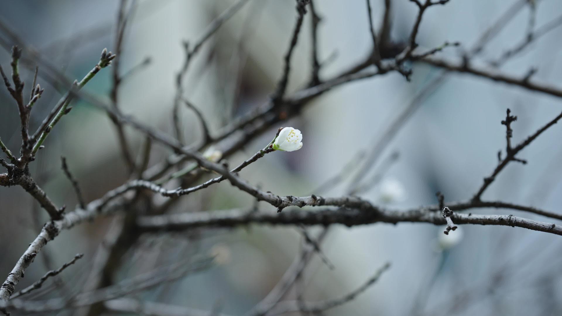 立春春季4k树枝开花发芽视频的预览图